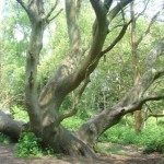 Shotover Country Park