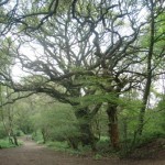 Shotover Country Park