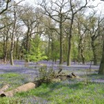 Harcourt Arboretum