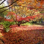 Harcourt Arboretum